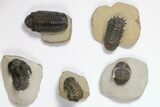 Lot: Assorted Devonian Trilobites - Pieces #119914-2